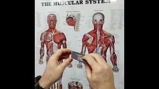 Ergonx 3 Quarter - Comfortable Shoe Insole