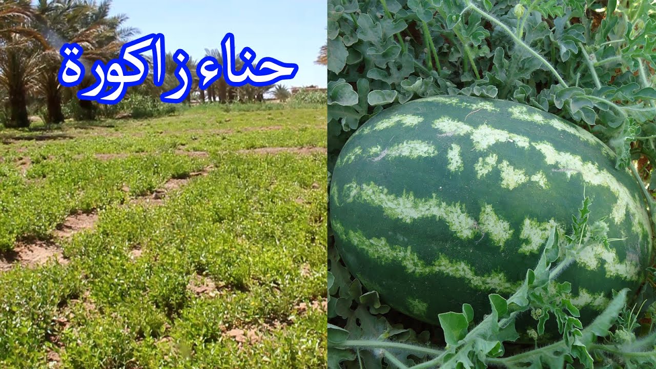 انتعاش زراعة الحناء بمنطقة الفايجة بزاكورة بعد نجاح تجربة البطيخ الأحمر elfayja zagora