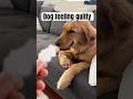 Guilty dog 🐶| funny| 😂 | #shorts