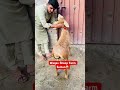 Sultan #viral #youtubeshorts #unfrezzmyaccount #trending