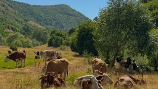 Download Lagu Karamolla - Hinis 2025 MP3