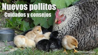 'Gallina Feliz cría hermosos pollitos en casa. (Cuidados y consejos ) 'El Rincón del Soguero''