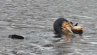 Tench and a Great Cormorant