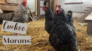 Breed Info Series Part 2 | Cuckoo Marans