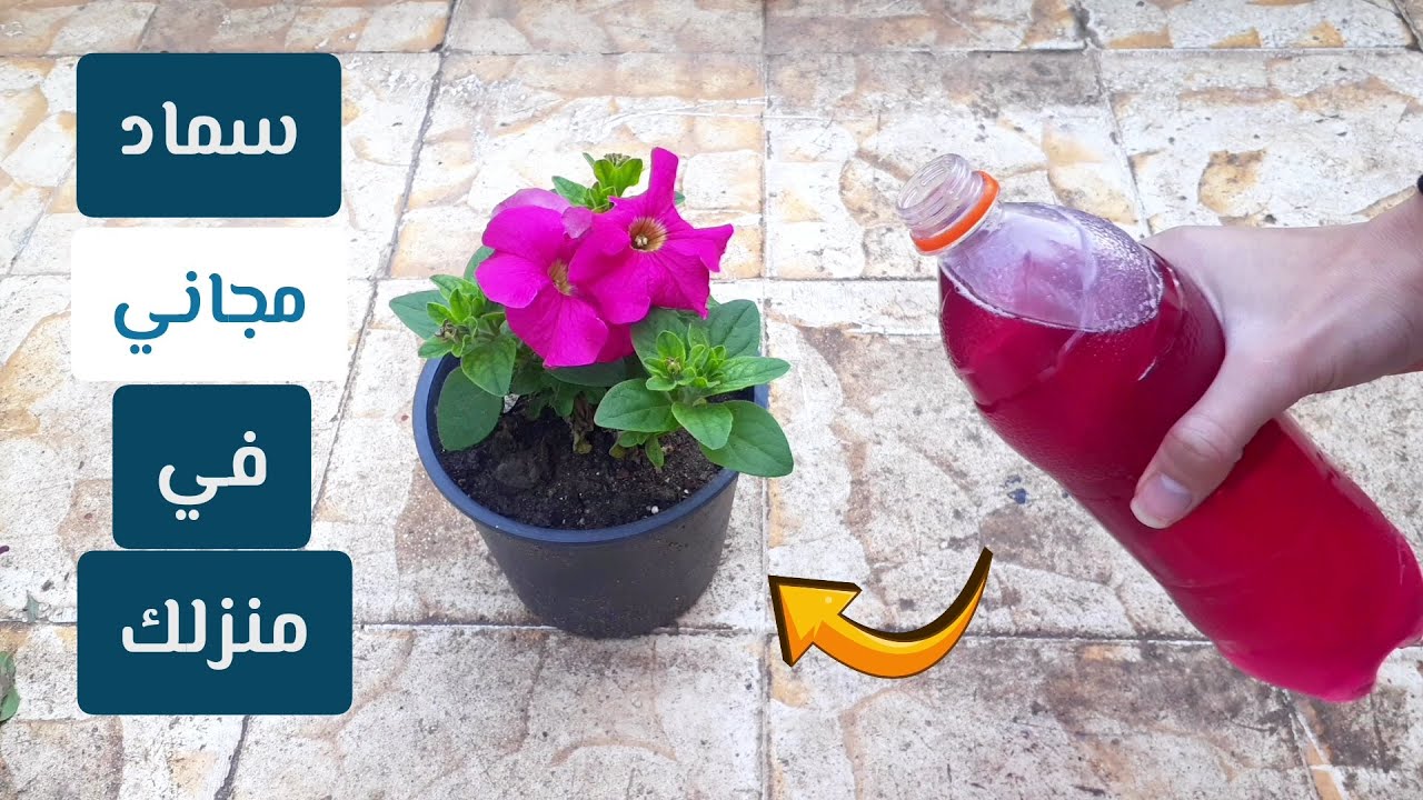 سماد مجاني موجود في منزلك يجعل النباتات مدهشة