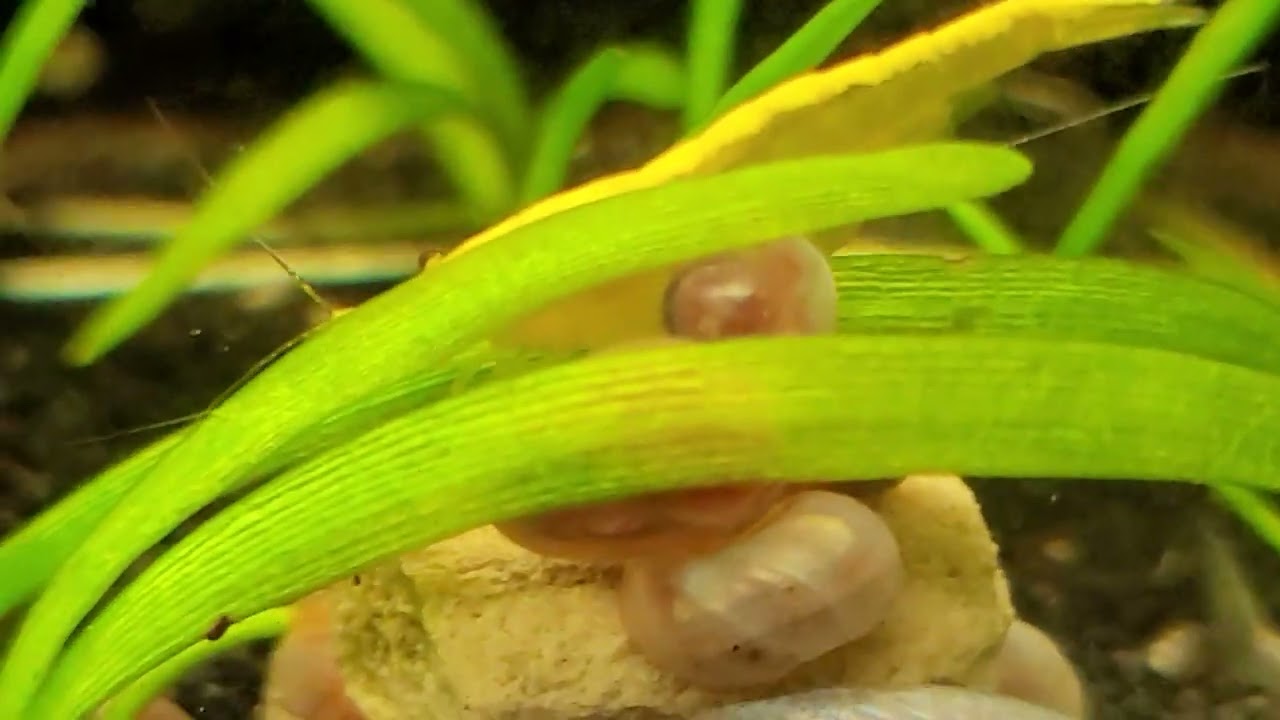 Pangio Anguillaris - Silver Eel Loach