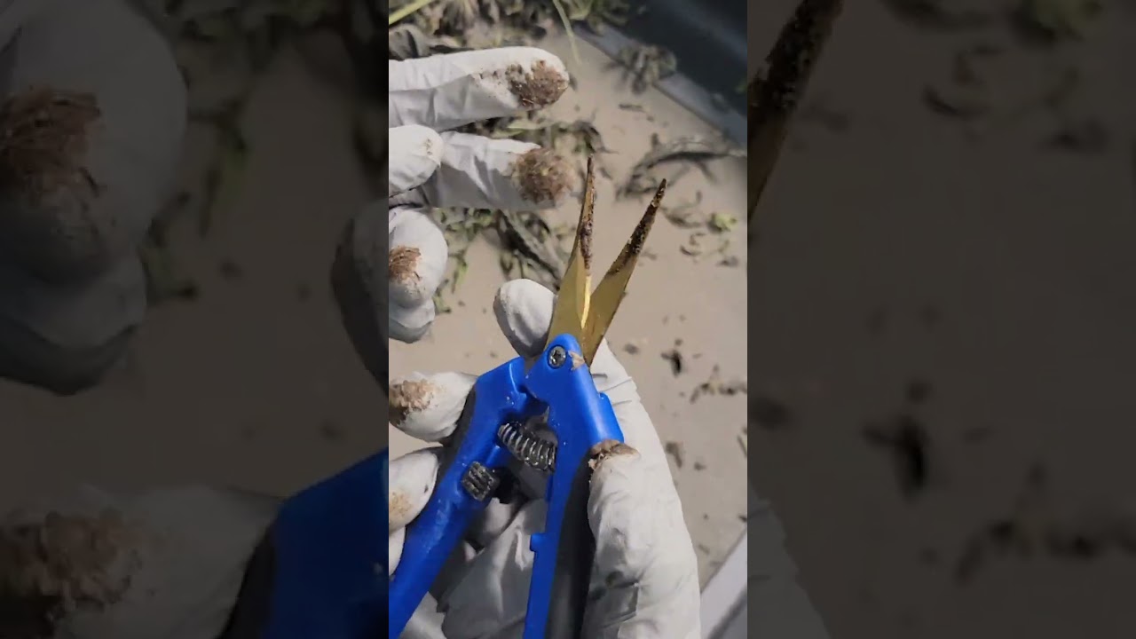 How to collect Finger Hash from your Trimming Gloves