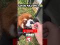Red panda Can do pull ups?  #panda #shorts #animals
