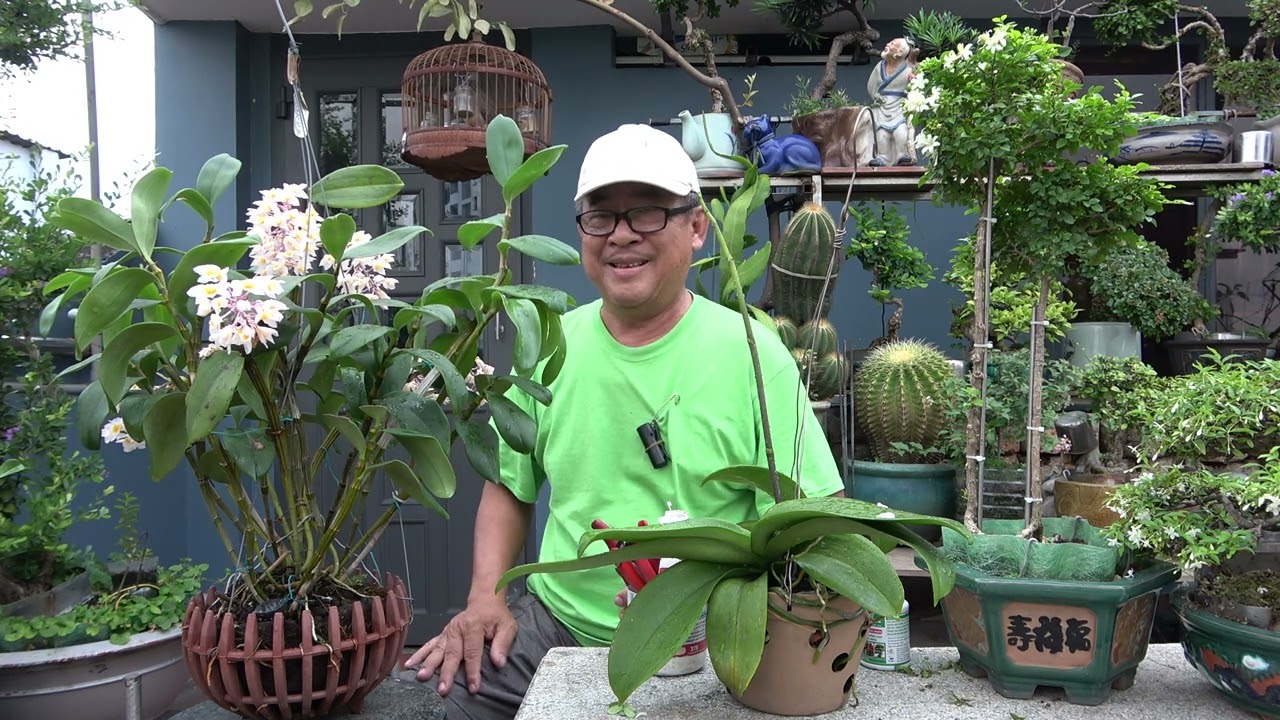 CÁCH CHĂM LAN SAU THỜI KỲ K.ÍCH HOA CHƠI TẾT .