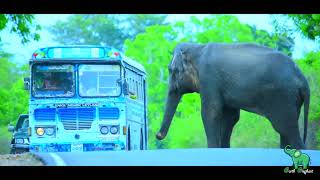 A fierce elephant has entered the road, be careful by BLACK ELEPHANT 966 views 1 month ago 12 minutes, 9 seconds
