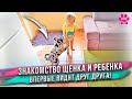 Мы купили самую умную собаку в мире! Как прошло знакомство щенка и сына?