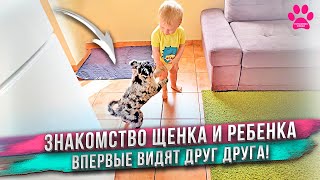 Мы купили самую умную собаку в мире! Как прошло знакомство щенка и сына?