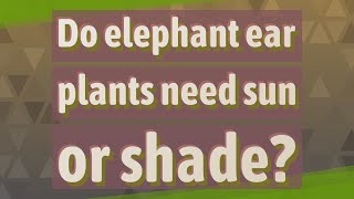 Do Elephant Ear Plants Need Sun Or Shade