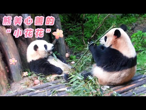 《熊貓早晚安》謙讓要從熊熊抓起 | iPanda熊貓頻道