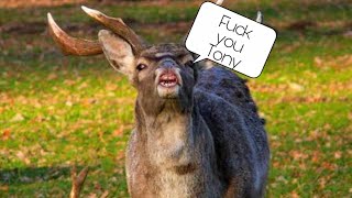 Fuck you tony (deer version)