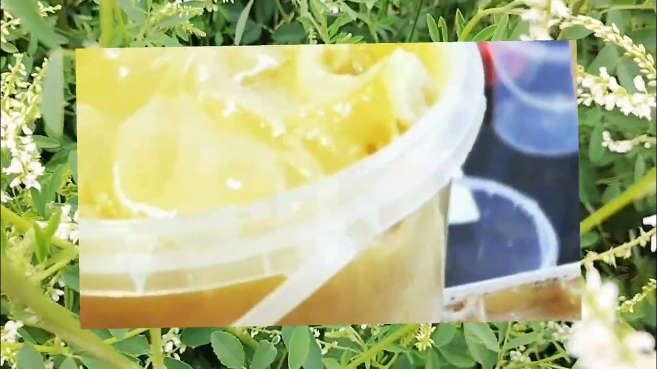 Донник лекарственный белый 🌱 sweet clover. 