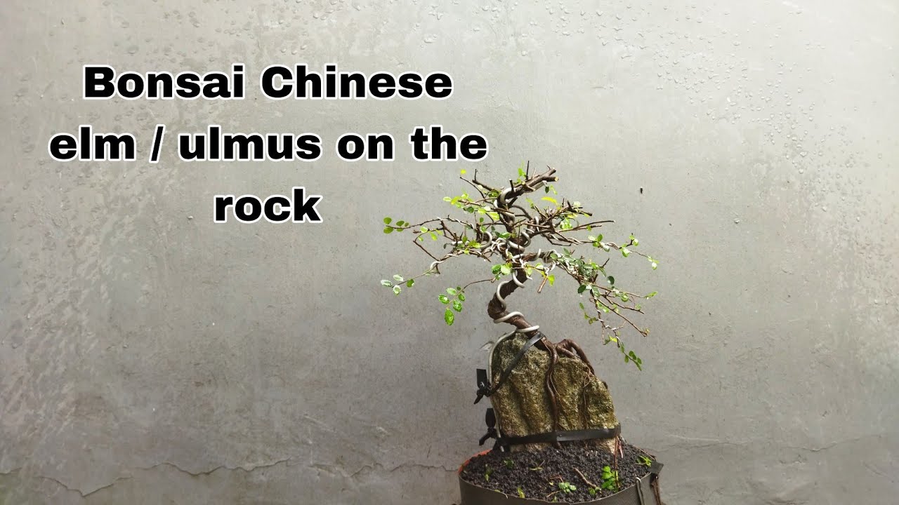 Pruning.. wiring.. repotting... bonsai ulmus mikro on the rock 