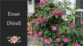 ๐นErnst Dรถrell/ One-Time Bloomer/ Climbing Purple Rose / Zone 8a
A short video of our Ernst Dรถrell rose. Although a one time bloomer, it blooms for 3 weeks!
Kimberley (The Rose Geek)
๐ Rose Geeks Facebook Group - Share Your Roses:
https://www.facebook.com/groups/284800443200767
๐น HOW YOU CAN SUPPORT ME ๐น
- Subscribe to my channel, Like my videos
- See Products I Recommend on my Amazon Storefront
- Browse Rose Geek Merch
๐ PRODUCTS I RECOMMEND ๐
https://www.amazon.com/shop/therosegeek
As an Amazon Associate I earn from qualifying purchases, but you pay the same price and interact as usual only with Amazon. Please click the associates link so that I get the referral. Thank you!
๐น Partners ๐น
- Star: https://www.starrosesandplants.com
- ARS: https://www.rose.org/
- Bonide: ttps://bonide.com/
- GBR: https://greatbigplants.com
๐ ROSE GEEK MERCH ๐
https://rose-geeks.creator-spring.com/
๐น LINKS ๐น
- Interested in Scentables? https://www.starrosesandplants.com/?s=scentables
- My Rose Vendor Pics 2021: https://youtu.be/EfkJSLt66cY
- Which Rose is Right for You? https://youtu.be/6UucQQOq9zA
- 3 Feet of Rose Growth in 1 Month: https://youtu.be/QrTYXfzgiqE
- Great Big Roses Organic Humic Acid & Kelp Fertilizer: https://greatbigplants.com/product/great-big-roses-natural-compost-extract/
- Search for Roses: https://www.helpmefind.com/roses/plants.php
- American Rose Society: https://www.rose.org/
- US Interactive Plant Zone Map: https://planthardiness.ars.usda.gov/
- US Map: https://gpsr.ars.usda.gov/phzm/md/All_states_halfzones_poster_300dpi.jpg
- US State Zone Maps: https://planthardiness.ars.usda.gov/pages/view-maps
https://planthardiness.ars.usda.gov/
- World Zone Map: https://en.wikipedia.org/wiki/Hardiness_zone
๐น SOCIAL MEDIA ๐น
๐ Rose Geeks Facebook Group to Share Your Roses
https://www.facebook.com/groups/284800443200767
โ- Instagram: https://www.instagram.com/therosegeek1/
โ- Twitter: @therosegeek1
- Reddit: https://www.reddit.com/r/RoseGeeks/
๐น AUDIO LICENSES ๐น
Canon in D Major by Kevin MacLeod is licensed under a Creative Commons Attribution 4.0 license. https://creativecommons.org/licenses/by/4.0/
Source: http://incompetech.com/music/royalty-free/index.html?isrc=USUAN1100301
Artist: http://incompetech.com/ ๐นErnst Dรถrell/ One-Time Bloomer/ Climbing Purple Rose / Zone 8a