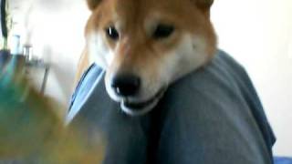 shiba puppy biting