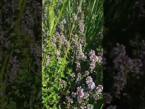 Медоносы Чабрец.