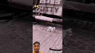 Miss you dog 😭😭💕/#dog /#doglover/#doglife /#doglove /#dogshorts /#shorts #shortsfeed /#shortvideo