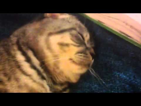 Книга:кот Саймона-у ветеринара или 33 прививки от скуки(часть 2)