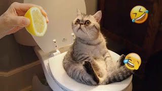 🐱🤣 Funniest Cats and Dogs 😍😸 Funny And Cute Animal Videos 2024 # 23