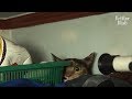 The Sad Reason Why This Cat Keeps Hiding In The House, Trembling In Fear Is.. | Kritter Klub