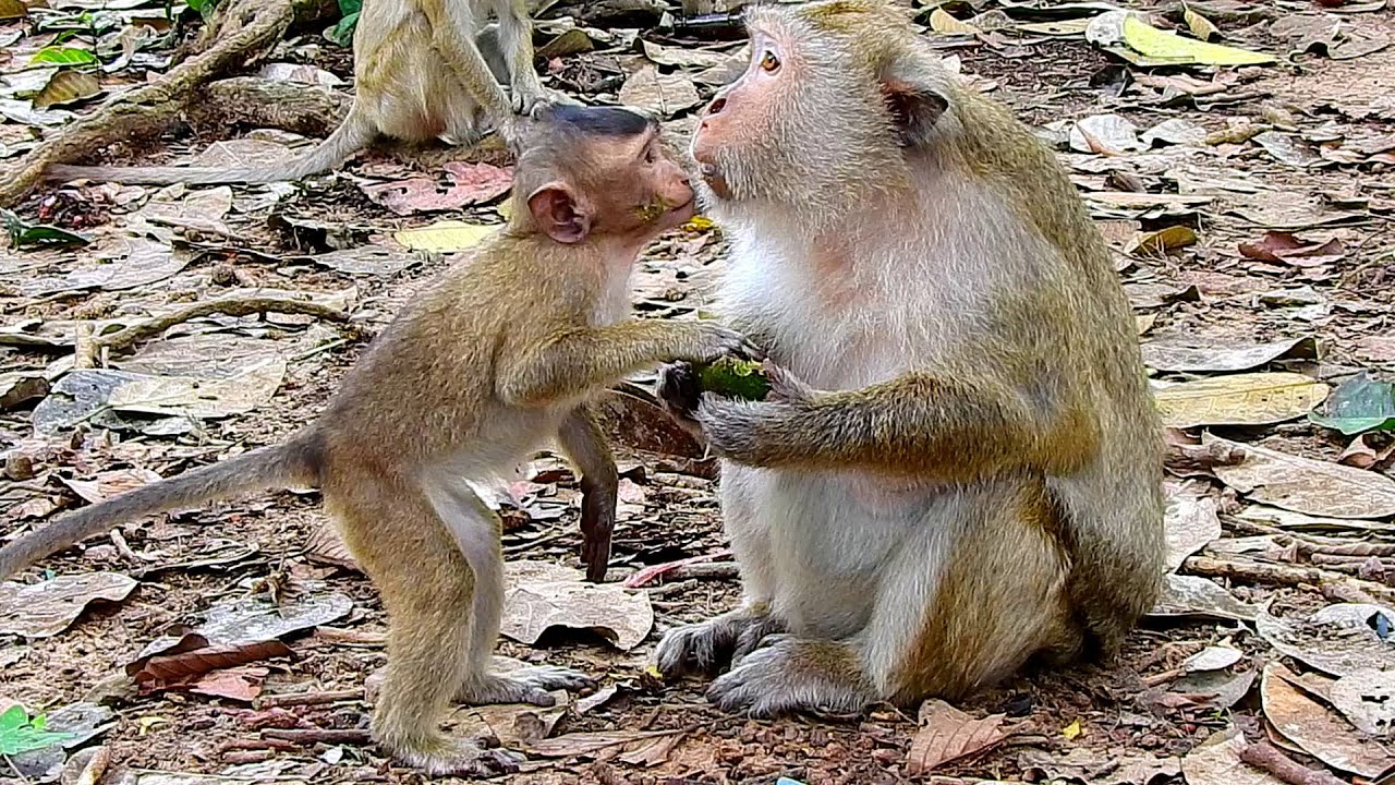 The baby monkey put hand on food looking mother monkey dare not getting.