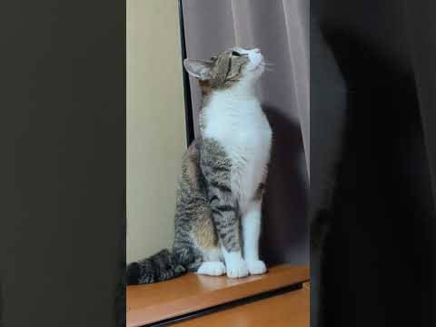 太いしっぽ猫 - cats tail - #Shorts