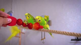 Healing Budgie Harmonies Your Lonely Bird's Best Friend by Budgie Nation 7,576 views 5 months ago 1 hour, 3 minutes