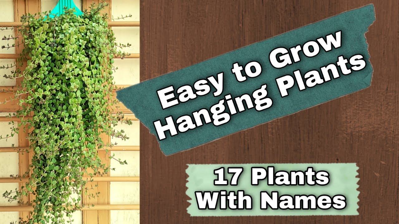 Hanging plants 17 Easy To Grow Hanging plants With Names Hanging