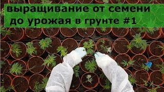 видео Канопля и семена: выращивание в домашних условиях, картинки и фото