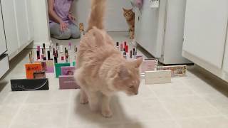 Cats and Makeup Obstacle Course