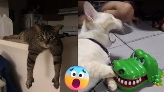 Funny Animals? Funniest Dogs and Cats Videos 2023 6 ??-You Laugh You Restart ❤️‍?