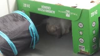 Cute Rayne Flop Eared Rabbit Bunny Carefully cleaning her Fur!!! by Rayne Rabbit Adventures 27 views 2 months ago 49 seconds