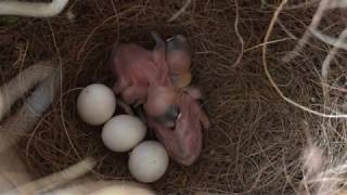 Java finch babies 2020 - Day 9