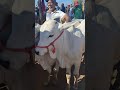 tradicional feira de gado de tabira Pe 17/06/ 2026