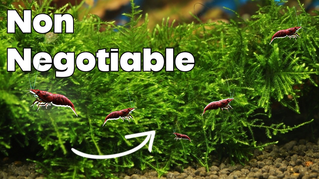 Мох — это чит-код для разведения креветок