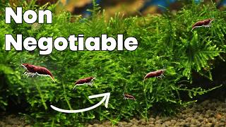 Famous Moss Is A Shrimp Breeding Cheat Code Wealth