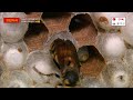 리얼다큐 숨 [노봉방](장수말벌)-1편 vespa crabro flavofasciata. vespa mandarina.avispero  -고천거사