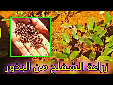 طريقة زراعة الشفلح من البذور كيفية زراعة القبار بسهولة