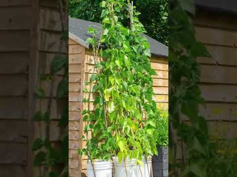 Video: Dry Shell Beans - Tipps zum Anbau von Navy Beans im Garten