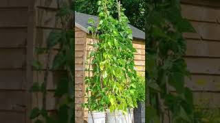 How to Grow Beans in Containers at Home! (Wigwam) Resimi