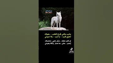 ياذيب ياللي تجرح القلب بعواك تعوي طرب ياذيب ولا حزيني 
