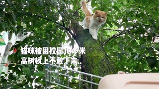 Live with cats! Cat hanged in the treeSichuan University