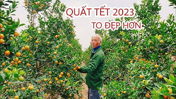 Cập nhật quất cảnh tết quý mão 2023 tại thủ phủ cây cảnh lớn nhất miền bắc