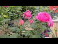 Rosa True BloomтДв True Inspiration тнРBest DISEASE RESISTANT Easy To Grow NEW Rose Rosa True BloomтДв True Inspiration тнРBest DISEASE RESISTANT Easy To Grow NEW Rose