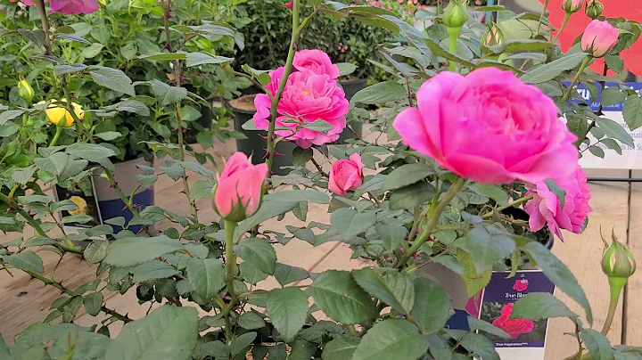 Rosa True Bloom True Inspiration//Bes...  DISEASE ...