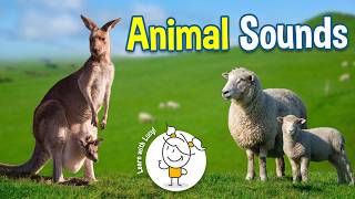 Real Animal Sounds for Toddlers | Learn whis Lusy Wild & Farm Animals